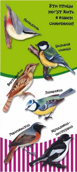 какие птицы будут жить в синичнике