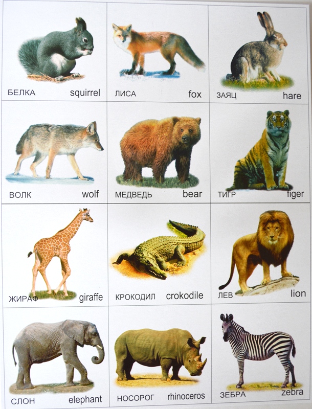 Карточки домашние дикие. Дикие животные для детей. Ребенок и дикое животное. Карточки "Дикие животные". Название диких животных.